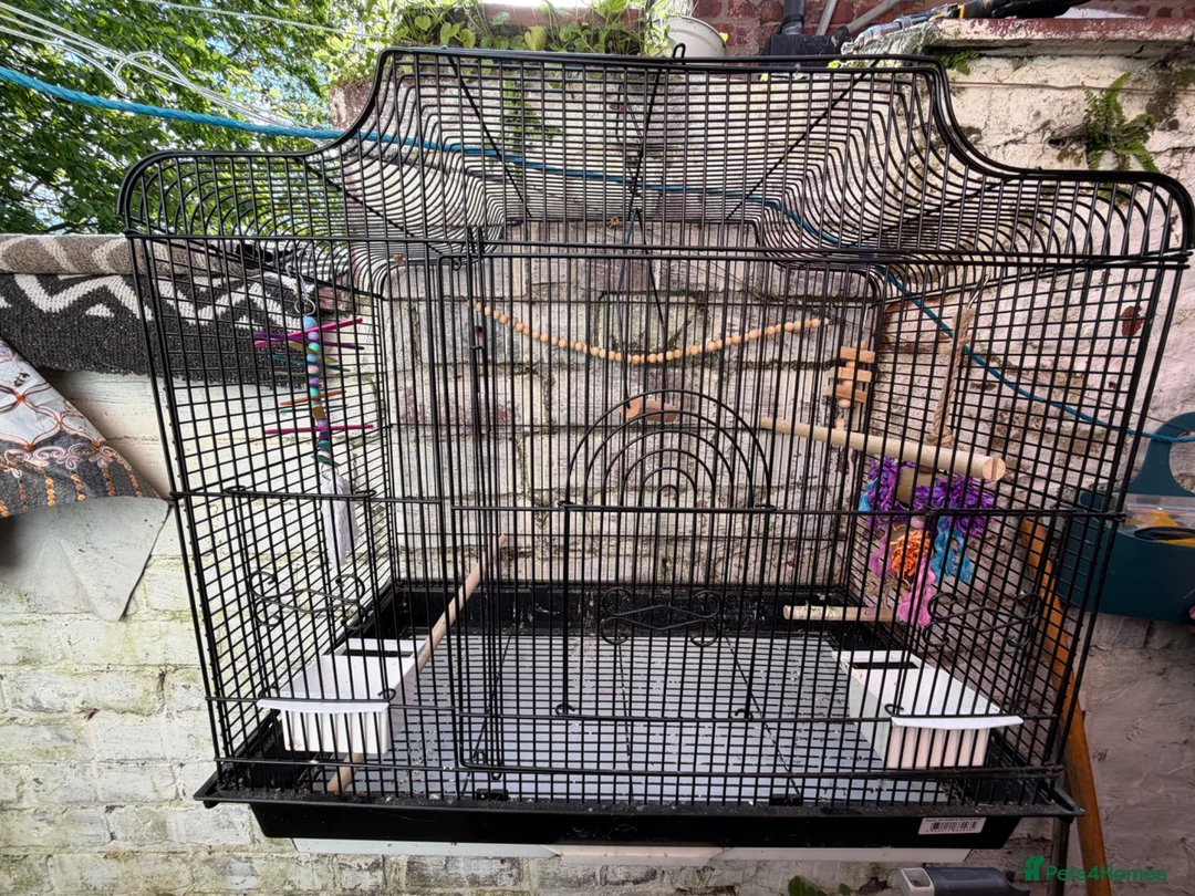 Cockatiels birds for sale: Baby cocktails - Advert 2