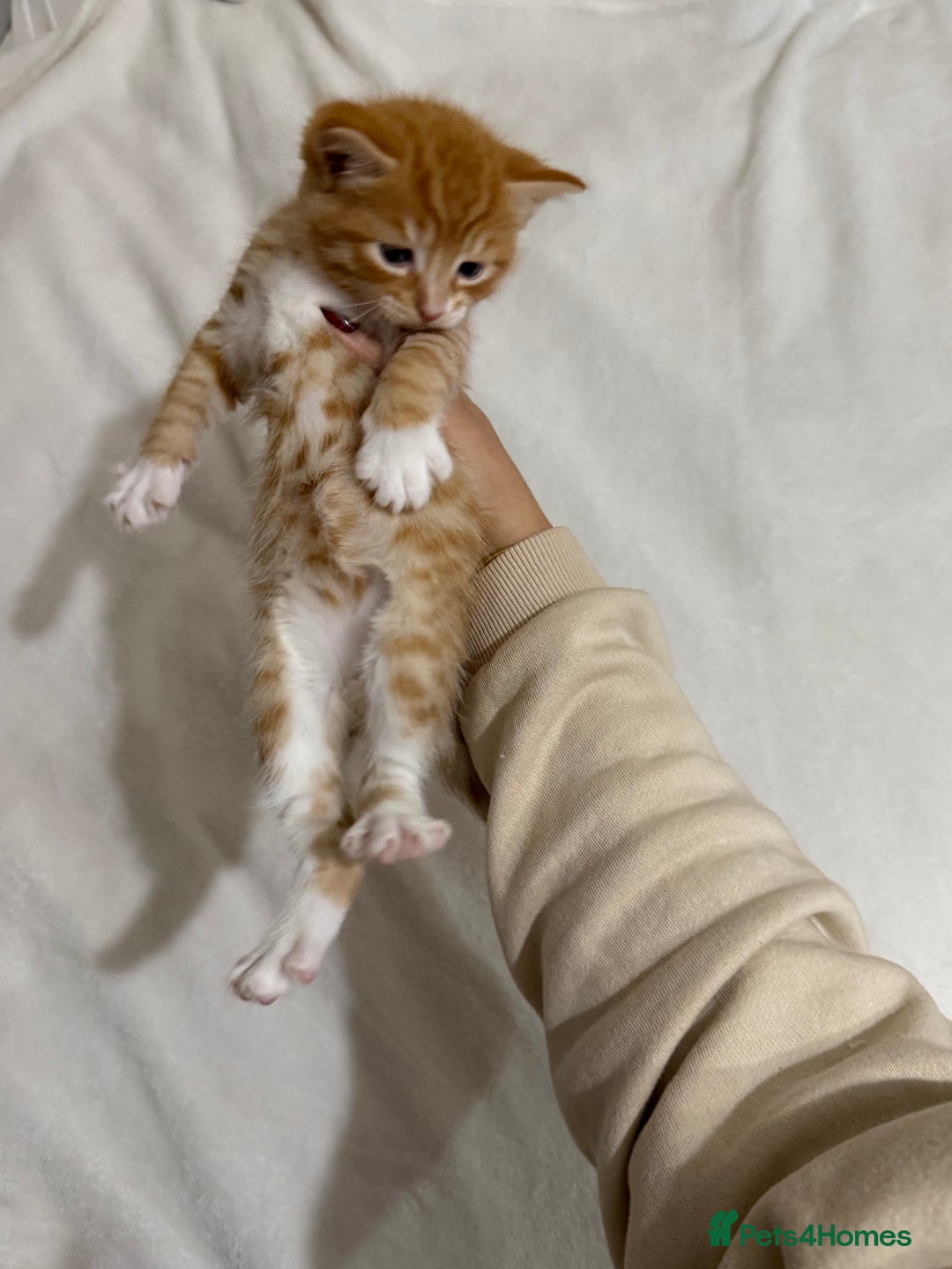 Ragdoll cats for sale: Ragdoll Mix Litter - Advert 11