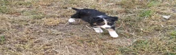 Border Collie dogs for sale: Border Collie Puppies for Sale  in Sleaford - Advert 7