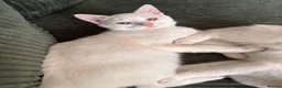 Mixed Breed cats for sale: 1 white boy,1 white girl with smudge,1 tort girl  - Advert 4