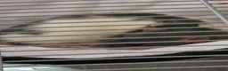 Rat rodents for sale: 2 female rats for sale - Advert 2