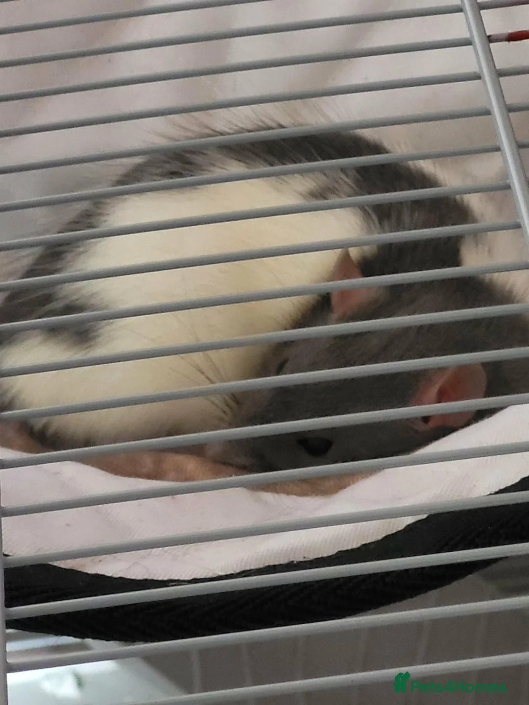 Rat rodents for sale: 2 female rats for sale - Advert 2
