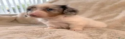 Miniature Dachshund dogs for sale: Eye Catching Dachshund Puppies Now Available - Advert 3
