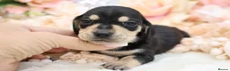 Miniature Dachshund dogs for sale: KC Miniature Dachshund Puppies - Advert 39
