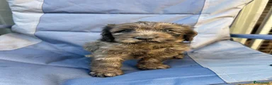 Cockapoo 1