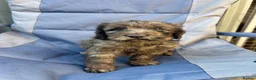 Cockapoo dogs for sale: BEAUTIFULL F1 COCKAPOOS - Advert 15