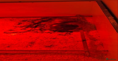 Sprocker dogs - Advert 4