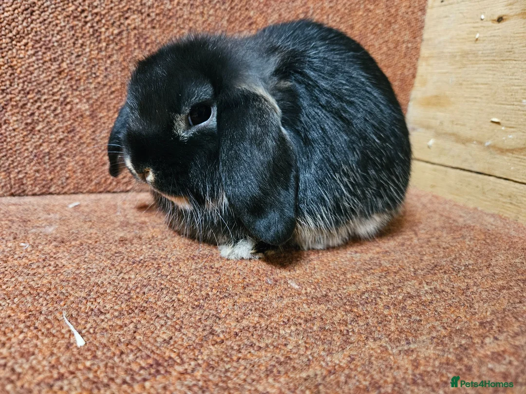Mini Lop rabbits for sale: Pure Mini lop buck . Vaccinated  - Advert 6
