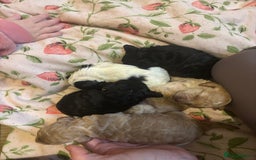 Cockapoo dogs for sale: Miniature f1 cocker poodles  - Advert 13