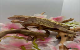 Gecko reptiles for sale: Adult crested geckos  - Image 3
