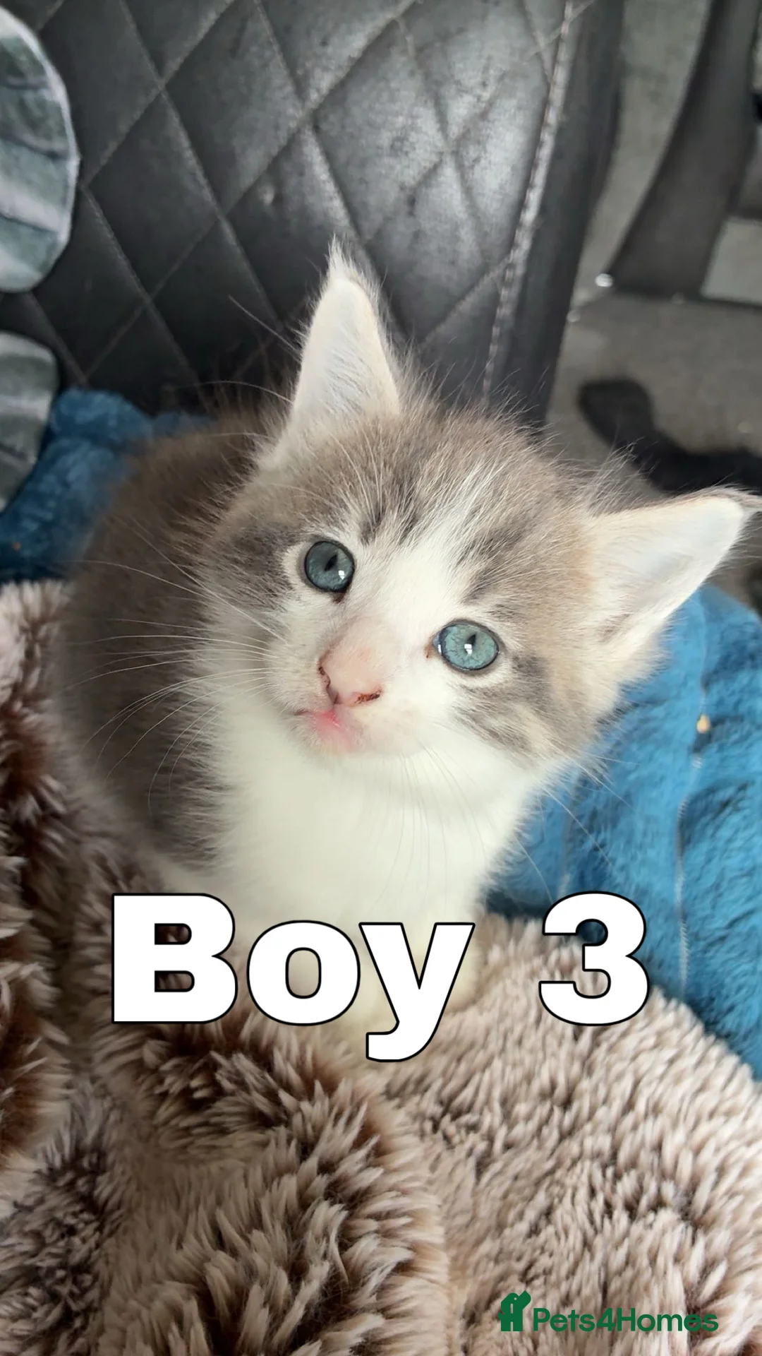 Mixed Breed cats for sale: Mainecoon cross kittens  - Advert 4