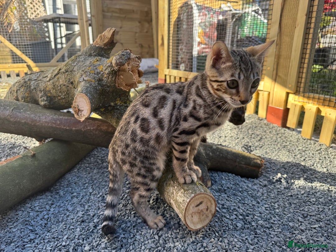 Bengal cats for sale: 2 Bengals Boy Brothers 11 Months Old - Advert 2
