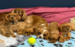Cavalier King Charles Spaniel dogs for sale: Cavalier king Charles  Ruby's puppy's   - Image 29