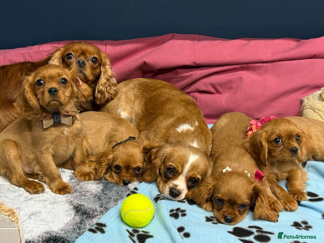 Cavalier King Charles Spaniel dogs for sale: Cavalier king Charles  Ruby's puppy's   - Image 29