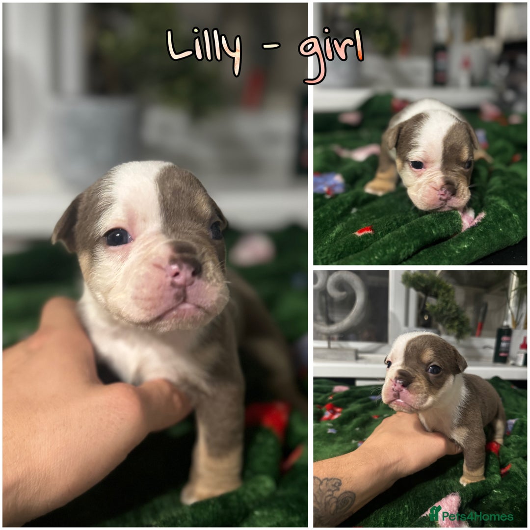 Olde English Bulldogge dogs for sale: Stunning Olde English pups - Image 6