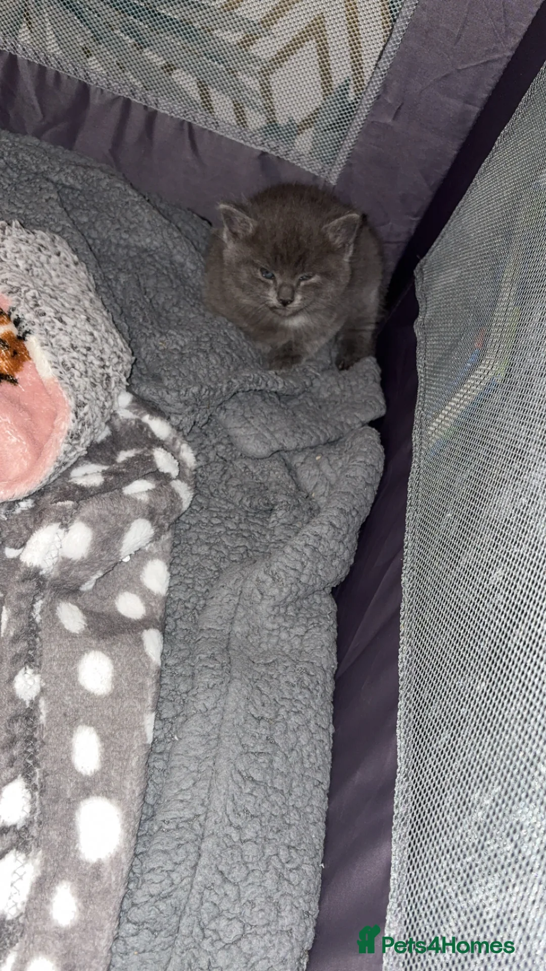 Mixed Breed cats for sale: Kittens - Advert 6