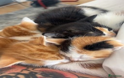 British Shorthair cats for sale: 4 Beautiful babies looking for there forever homes - Image 2