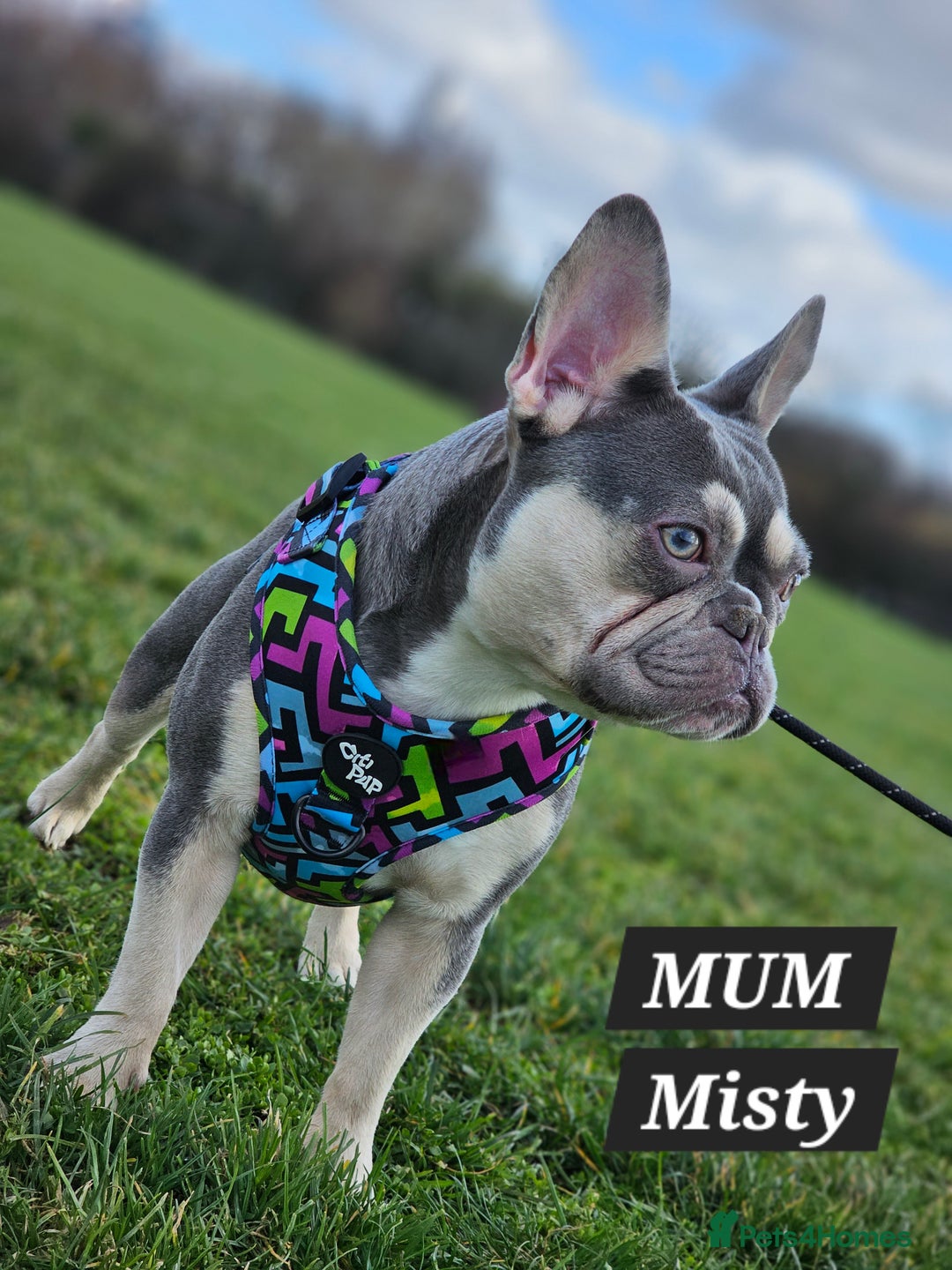 French Bulldog dogs for sale: KC unique french bulldogs - Image 7