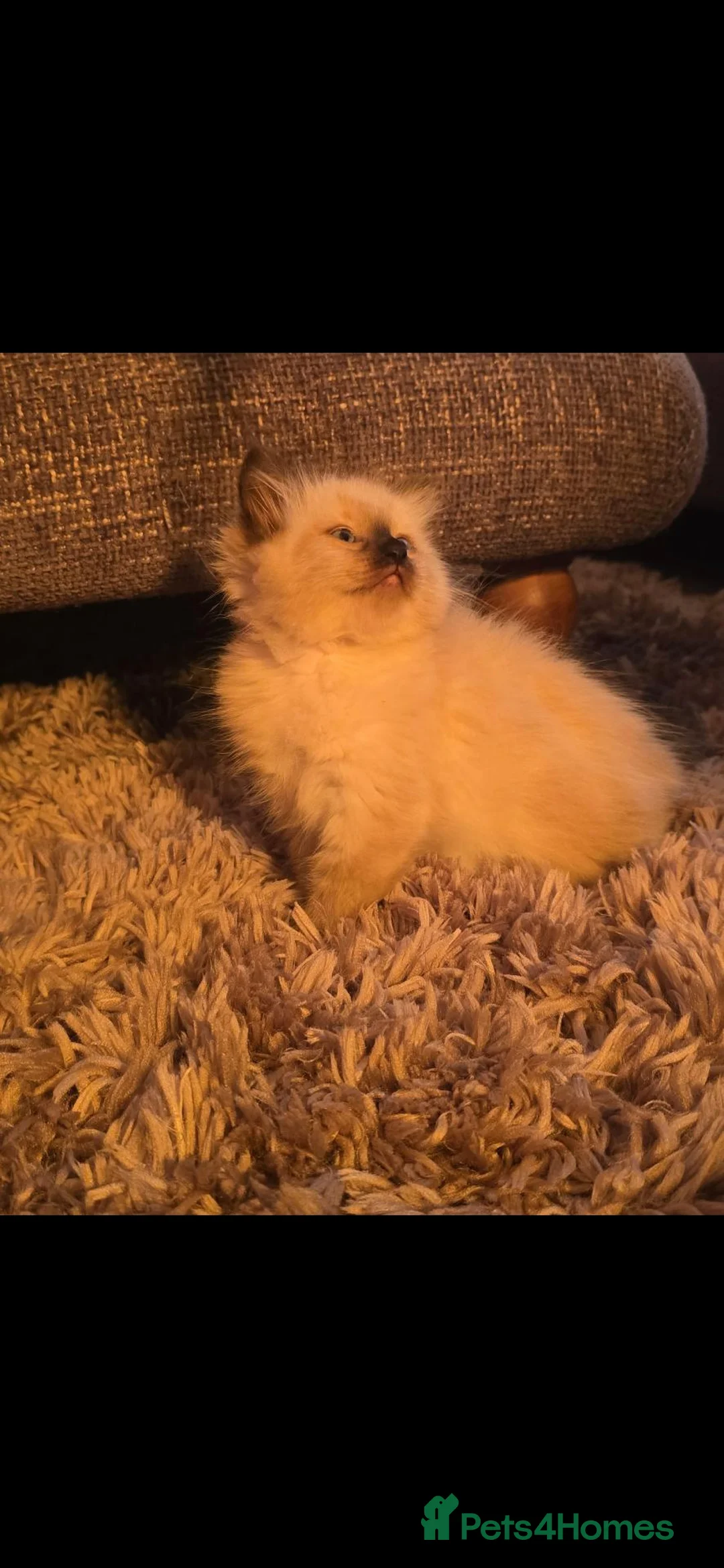 Mixed Breed cats for sale: Persian x ragdoll - Advert 2