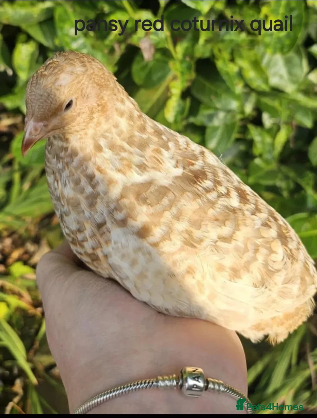 Quail poultry for sale: Various Quail chicks and adults available  - Advert 6