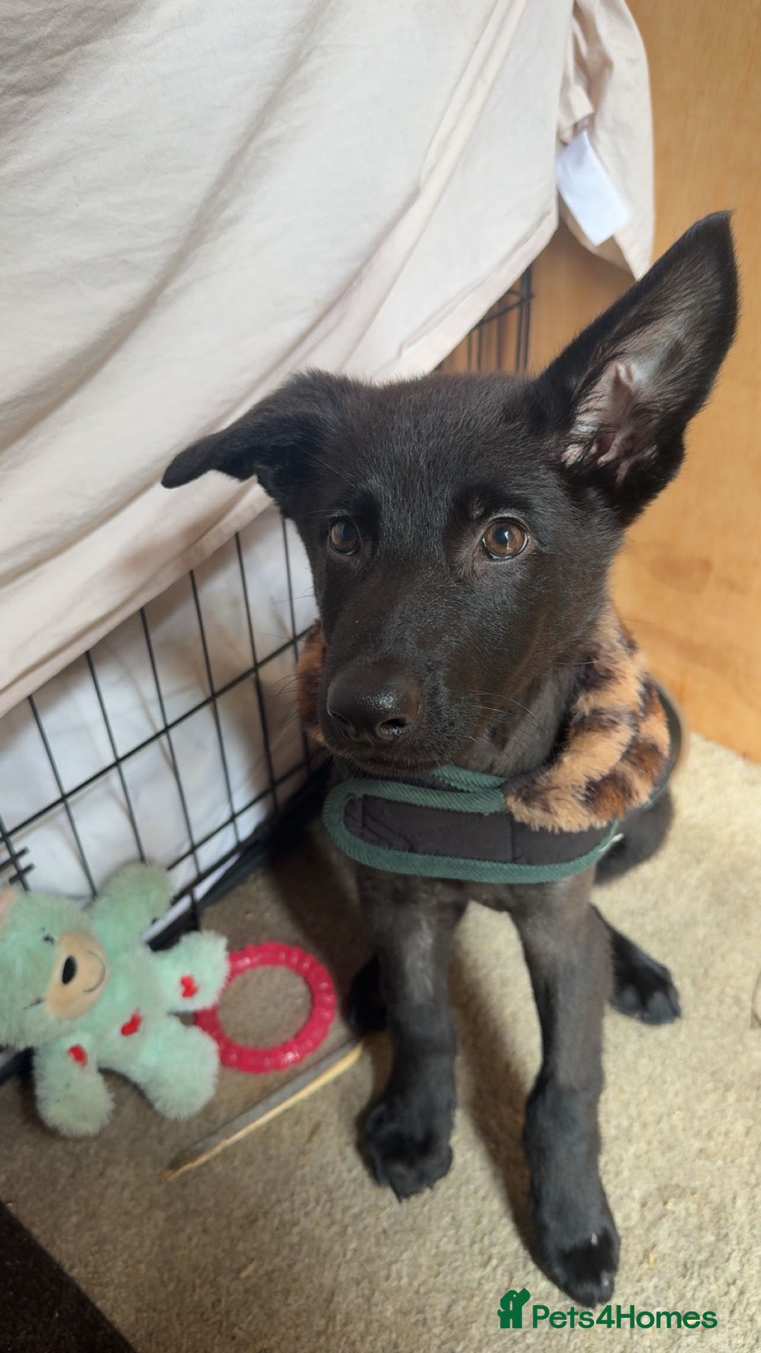 German Shepherd dogs 14 week old Female Black puppy - Advert 11