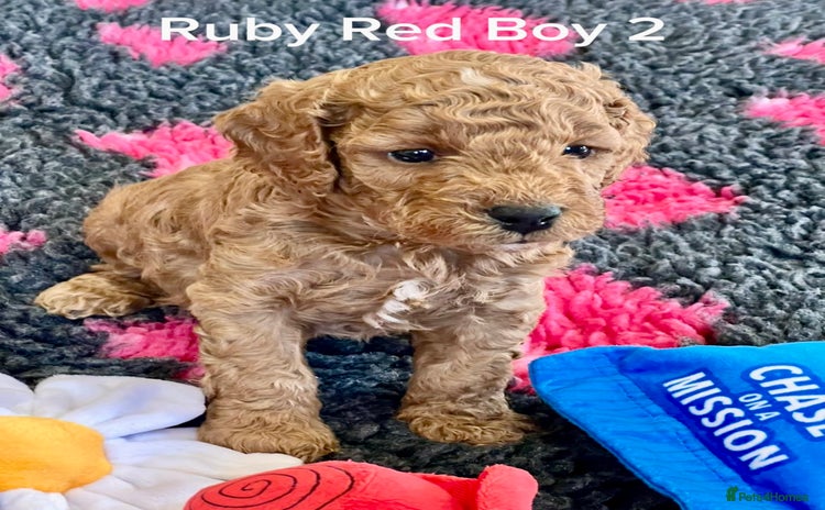 Cockapoo dogs - Advert 5