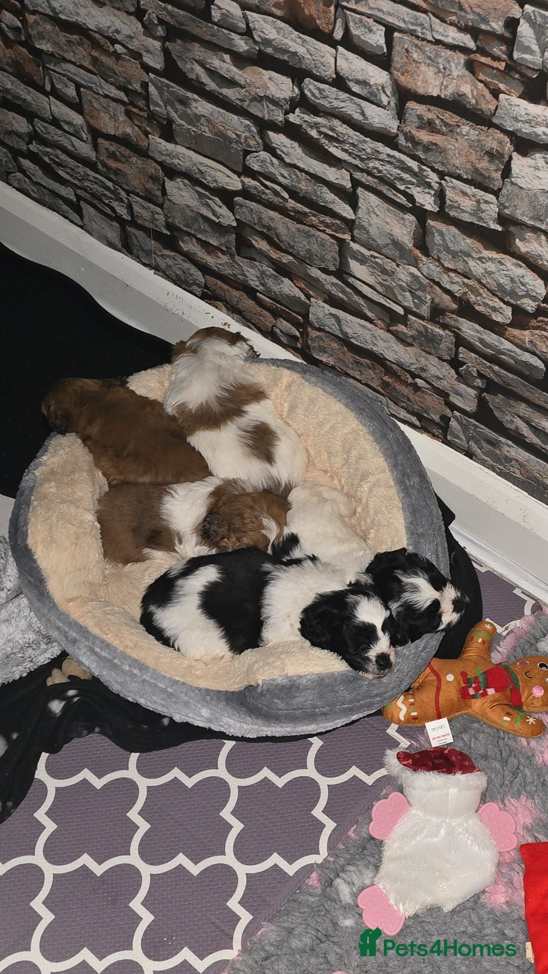 Mixed Breed dogs for sale: Beautiful litter of pomshis  - Advert 6