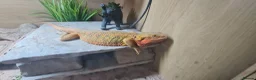Bearded Dragon reptiles for sale: Adult male + female package - Advert 10