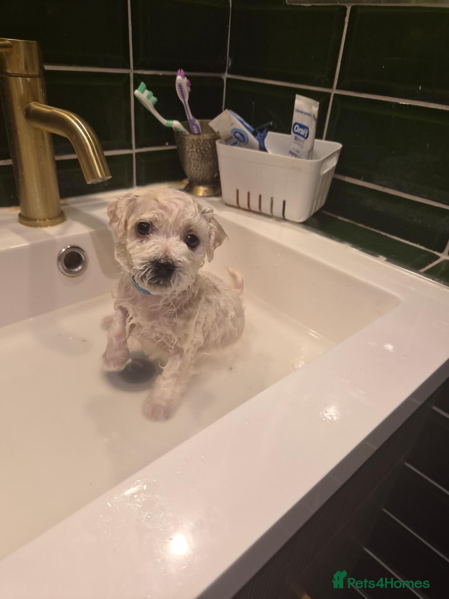Bichon Frise dogs for sale: GORGEOUS BICHON FRISE - 🩷 3 girls  - Advert 2