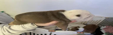 English Bulldog Puppy 1 