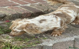 Miniature Dachshund dogs for sale: Isabella & tan long haired dapple - Image 9