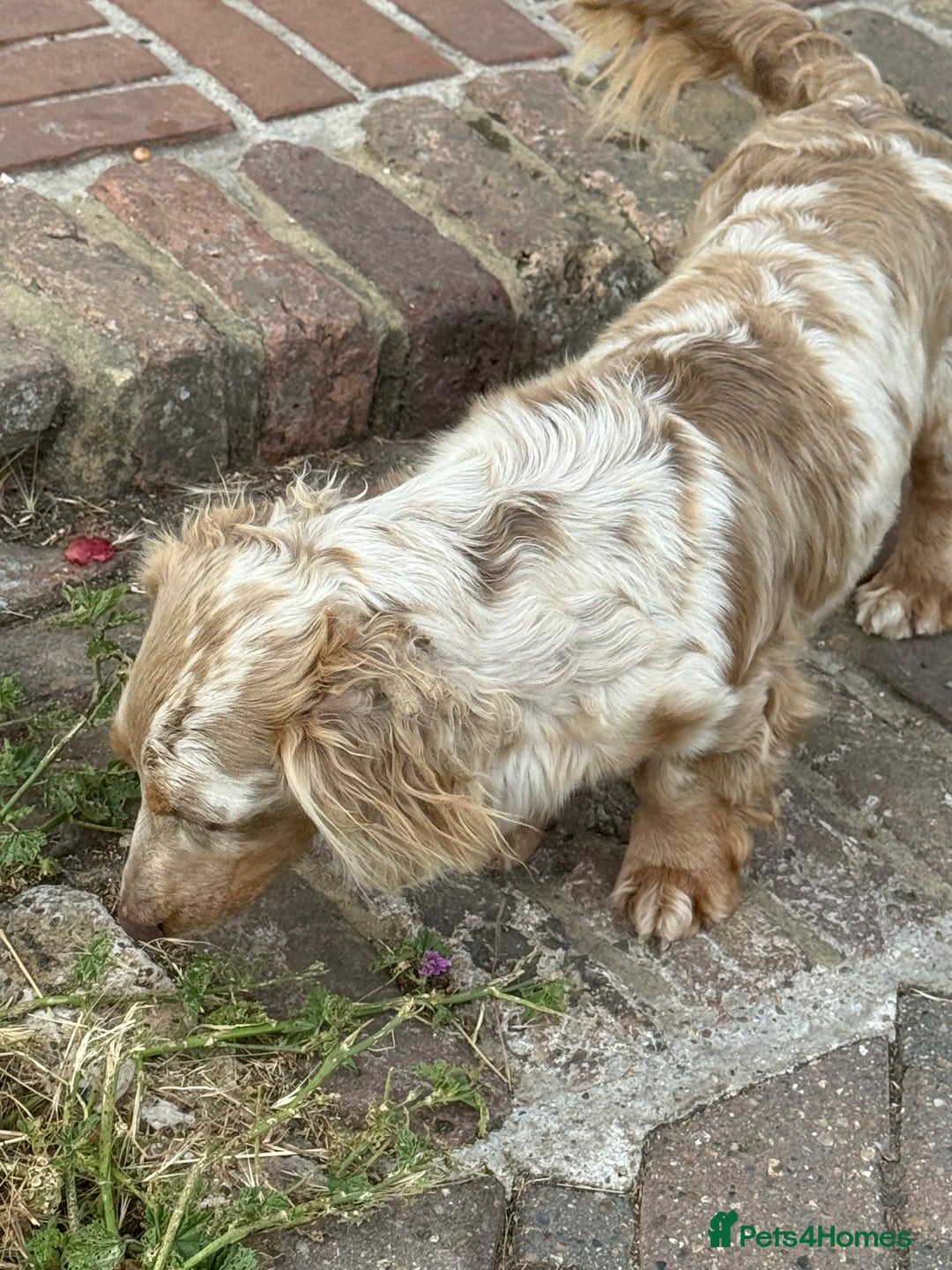 Miniature Dachshund dogs for sale: Isabella & tan long haired dapple - Image 9