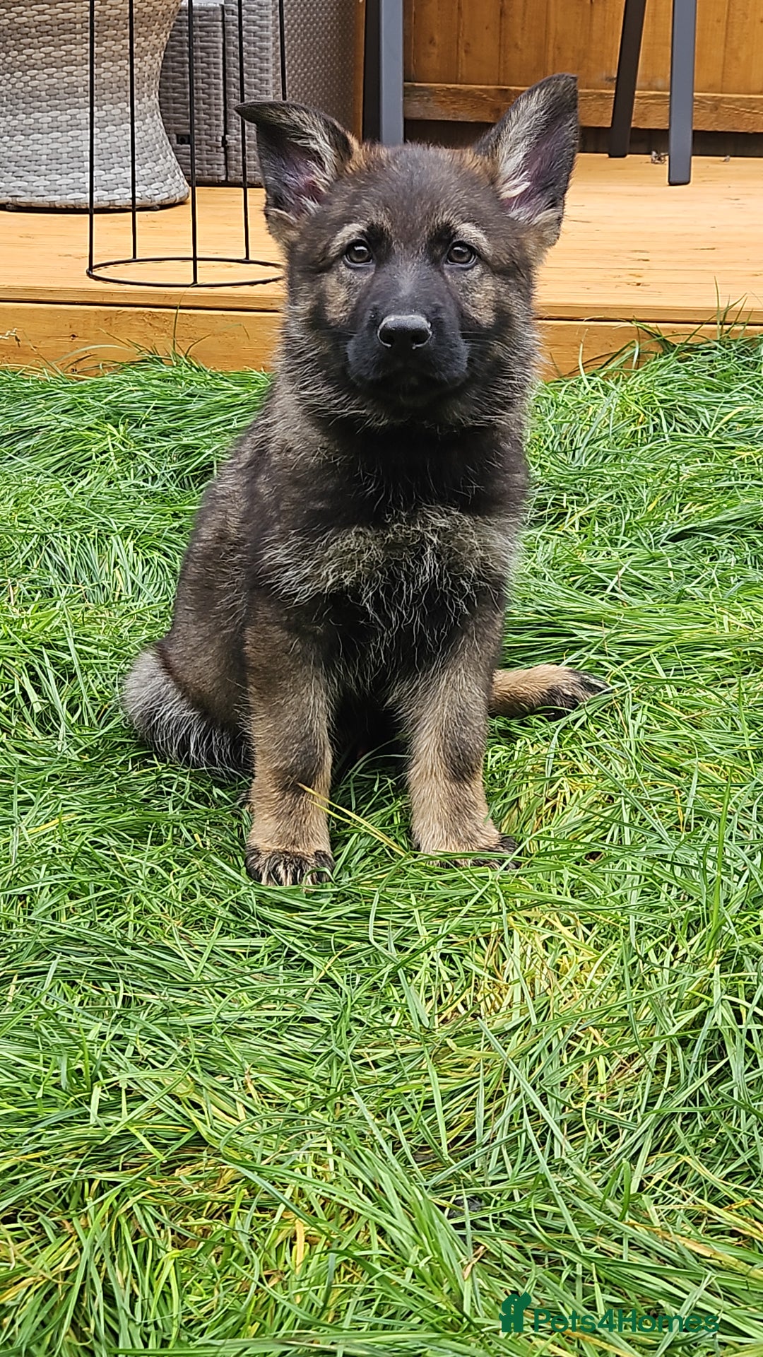 German Shepherd dogs for sale: German Shepherd Puppies – Working Line - Image 18