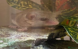 Mouse rodents for sale: Baby and adult micro squirrels  - Image 3