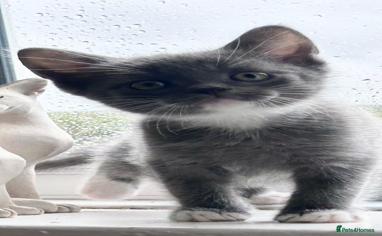 British Shorthair cats - Advert 13