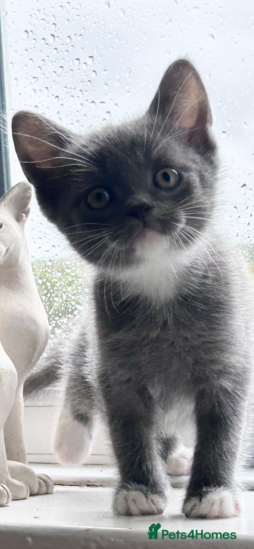 British Shorthair cats for sale: BSH cross  - Image 1