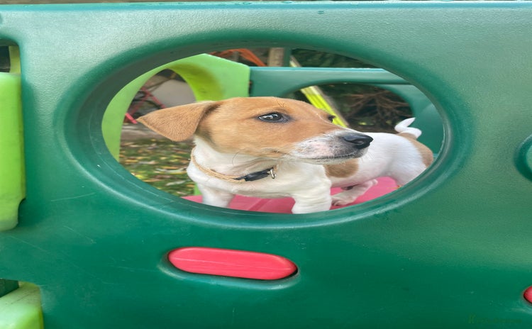 Jack Russell dogs - Advert 9