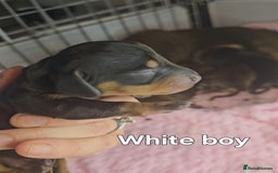 Miniature Dachshund dogs for sale: Miniature Dachshunds - Image 8