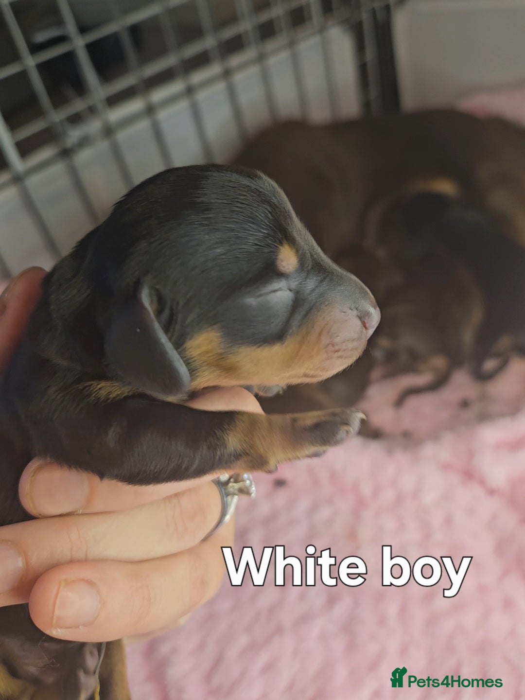Miniature Dachshund dogs for sale: Miniature Dachshunds - Image 8