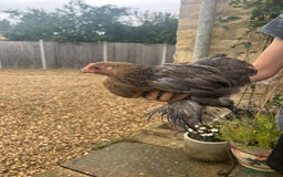 Chickens poultry for sale: Pekin Bantam Hens - almost 3 months old - Image 5