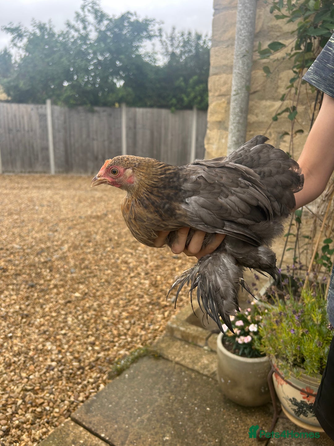 Chickens poultry for sale: Pekin Bantam Hens - almost 3 months old - Image 5