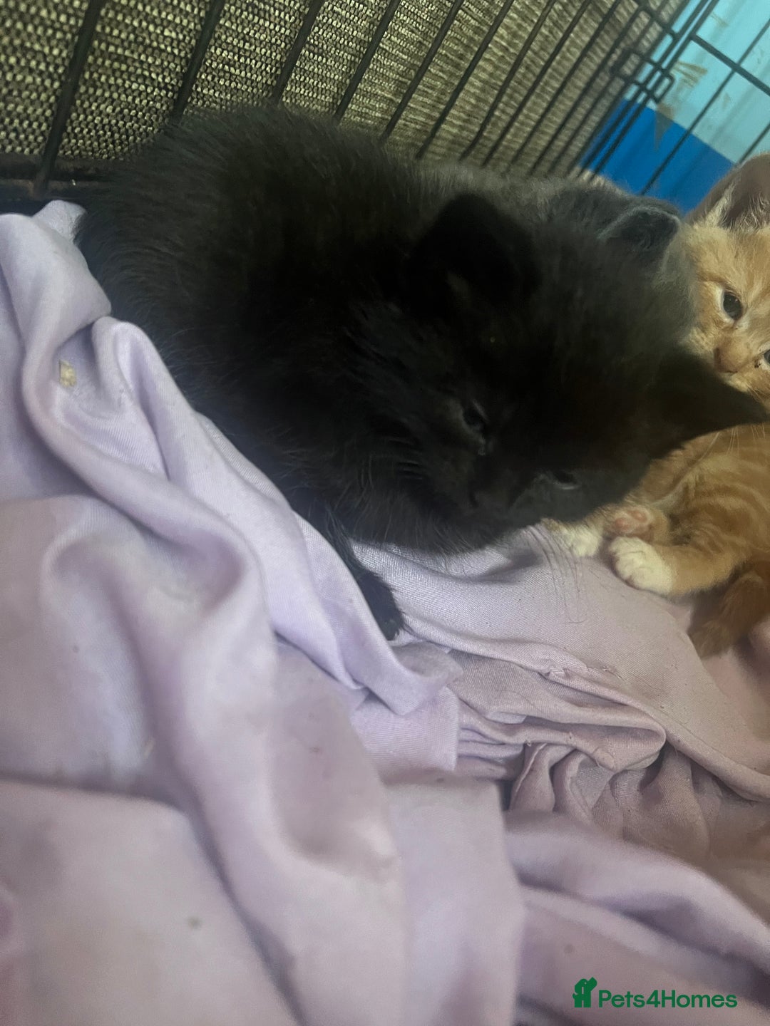 Persian cats for sale: Part pursian kittens for sale  - Image 3