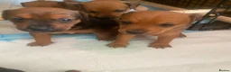Mixed Breed dogs for sale: Patterdale x Plummer terrier pups - Advert 2