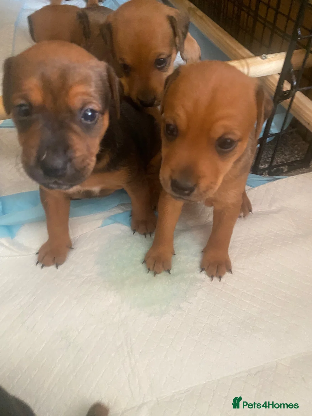 Mixed Breed dogs for sale: Patterdale x Plummer terrier pups - Advert 2