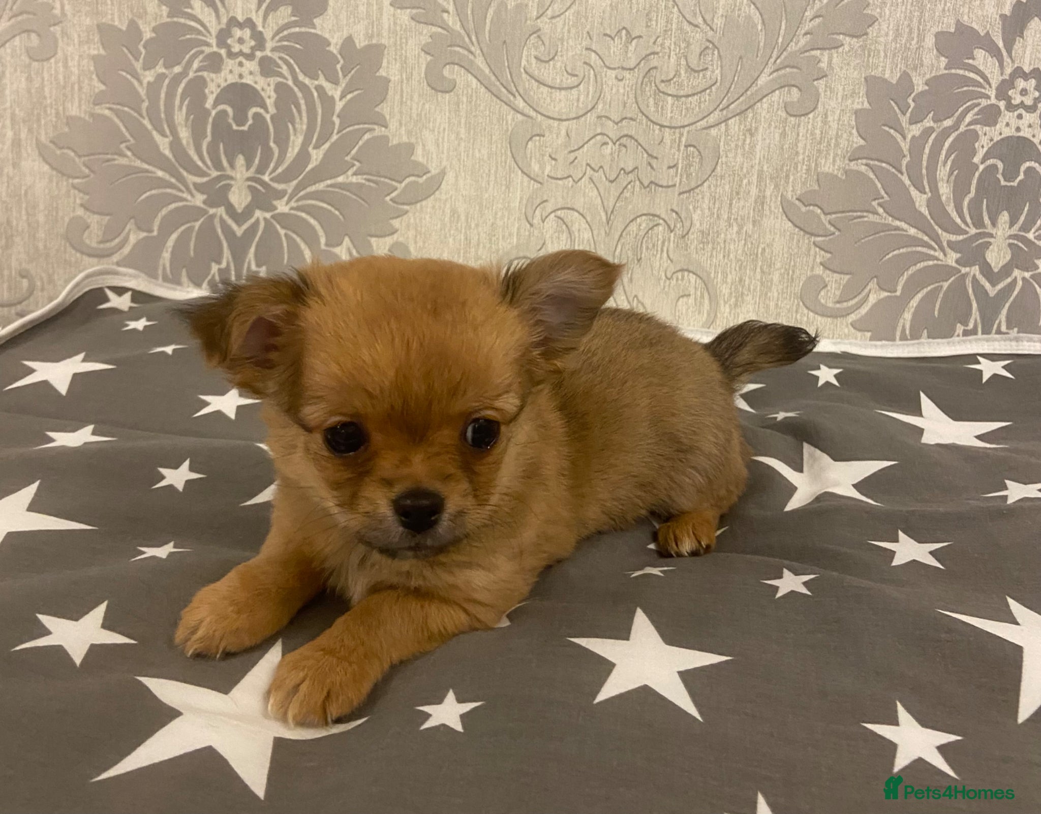 Chihuahua dogs Chihuahua puppies for sale - Advert 1