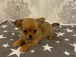 Chihuahua dogs Chihuahua puppies for sale - Advert 1