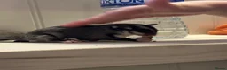 Sugar Glider rodents for sale: Sugar Glider  in Waltham Abbey - Advert 3
