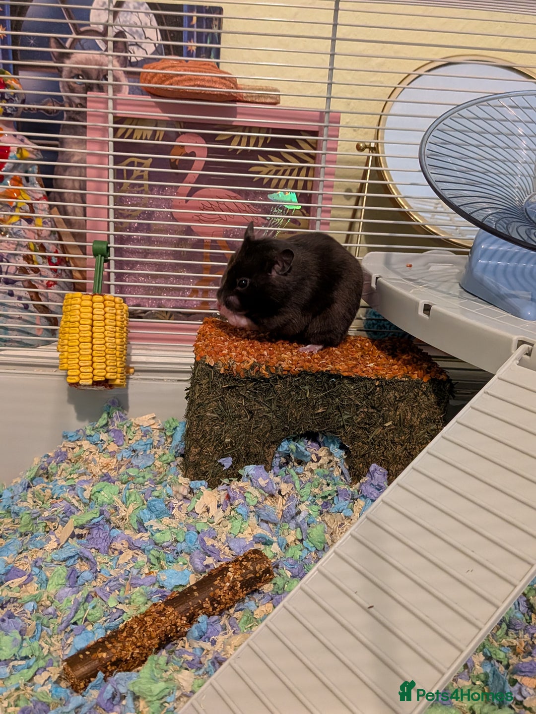 Hamster rodents for sale: Female Syrian hamster needs a new home - Advert 1