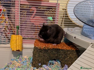 Hamster rodents Female Syrian hamster needs a new home - Advert 1