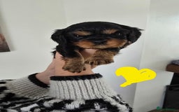 Cavalier King Charles Spaniel dogs for sale: Gorgeous  Cavalier King Charles  Puppies forsale . - Image 6